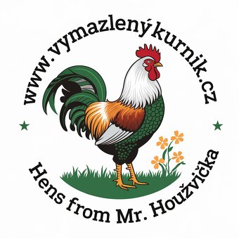 Násadová vejce a kuřátka Ayam Cemani - 9