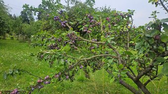 Blumy, ringle, švestky, jablka - 9