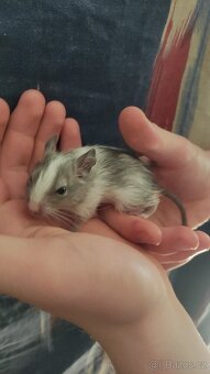 osmáčata osmák degu, myšáci - 9