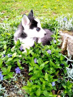 Sibirsky husky - 9
