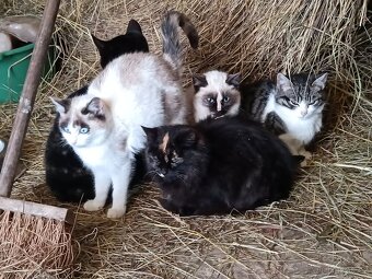 Daruji koťata - 9