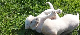 Štěňata labradora - 9