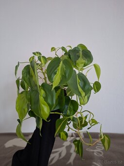 Pokojové rostliny - monstera albo, thai, syngonium albo.. - 9