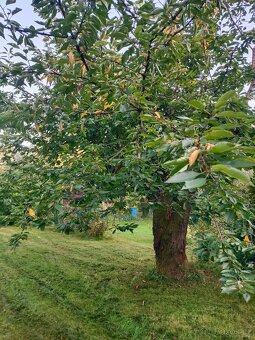 Zahrada s chatkou - 9