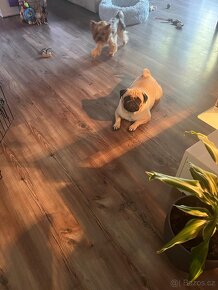 Hlídání pejsku - 9