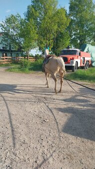 Klisna Quarter Horse nar. 2012 - 9
