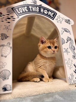 Britská zlatá činčila s PP pro chov - 9