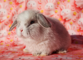 Malinkatí zakrslí beránci s VP . - 9