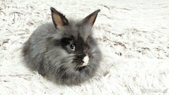 Zakrslý, králík, králíček - HOLLY - 9