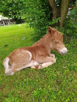 Připouštění plemenným hřebcem amerického minihorse - 9