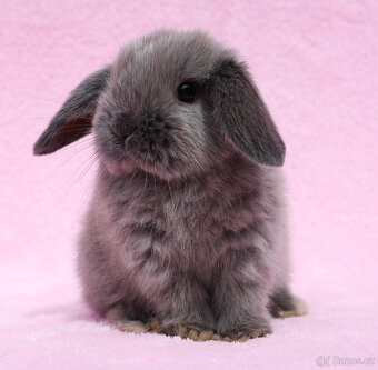 Mini beránek , kuní modrá samička s VP . - 9