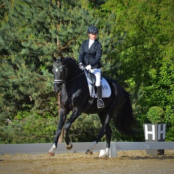 Vysoký drezurní valach - 9