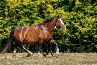 16-ti letá chovná klisna welsh pony sekce C - 9