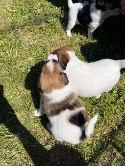 Štěňata hladkosrstého foxteriéra - 9