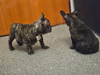 Francouzský buldoček - 9