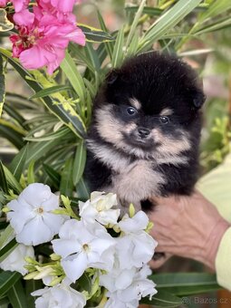 Nádherná štěňátka pomeraniana s PP - 9