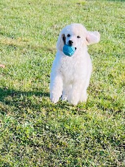 Pudl velký královský s PP - 9