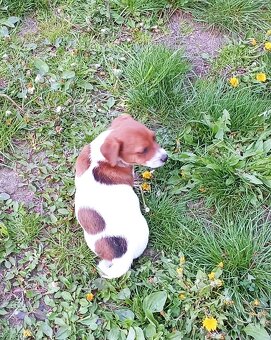 Jack russell terier krásný pejsek - 9
