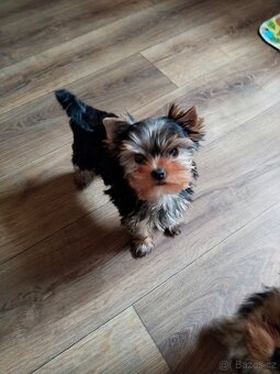 Yorkshire terrier, Jorkšírský teriér PP FCI - 9