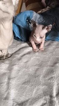 Sphynx koťata - 9