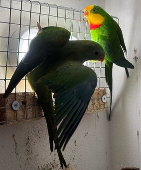 Pár papoušek nádherný - 9