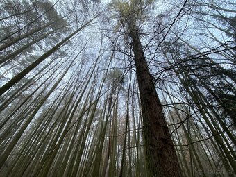 Lesní pozemek Chářovice - 9
