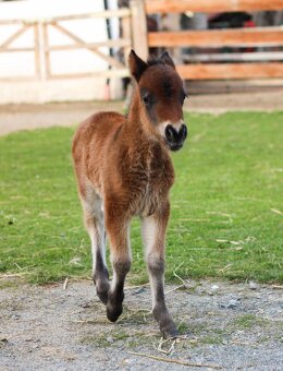 ELEGANTNÍ minihorse klisna - 9