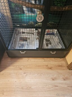 Amazoňan pomoučený REZERVACE - 9