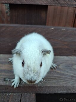 Prodám mláďata morčat - 9