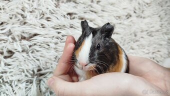 Morče, Morčata, Morčátko, Morčátka - JUSTÝNA A JESSIE - 9