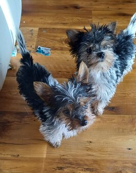 Biewer jork-fenečky bez pp,táta německý pp - 9