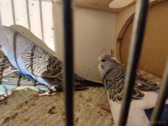 Andulky vlnkované - modré, modrobílé, bílé - 9