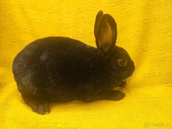 Zakrslý králíček - 9