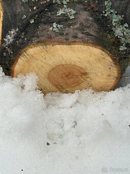 dřevo kmen višně - 9