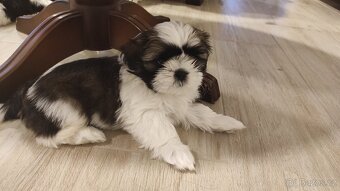Shih-tzu s PP vymazlená štěňátka (Shih tzu) - 9