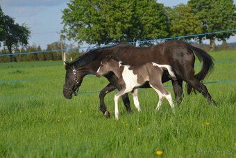 Připouštění homozygotním APH - 9