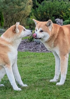 Štěňátka Akita Inu s PP odběr v lednu - 9