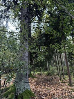 Prodám lesní pozemek v k.ú. Ločenice, p.č. 810 - 9