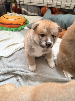 Akita inu - 9