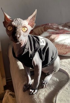 Sphynx - 9