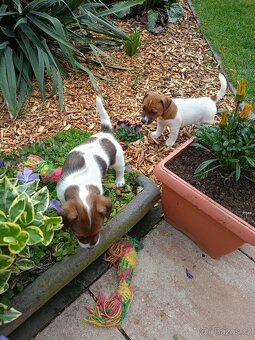 Jack Russel terier - 9