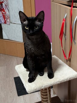 Prodám kocourka Devon Rex - 9