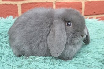 MINILOP mláďata k okamžitému odběru - 9