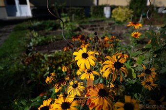 Prodej bytu 1+1 o rozloze 45 m², ulice Hradecká, Královo Pol - 9