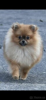 Štěňátka pomeraniana - 9