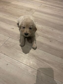 Zlatý retrívr štěňátka 🐶 - 9