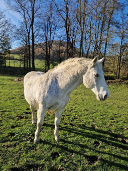 Lipický kůň na prodej - 9