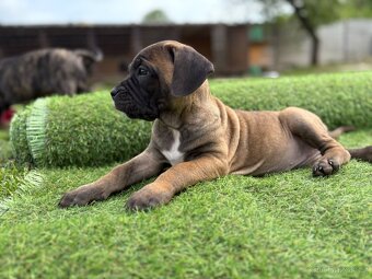 Cane corso s PP - 9