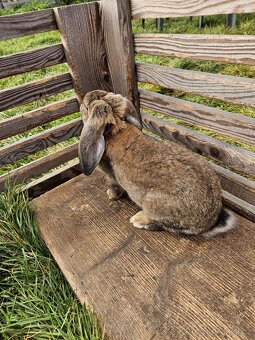 Francouzský beran - 9