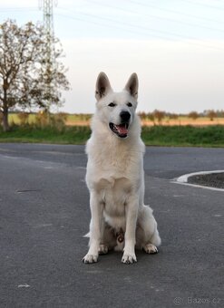 Bílý švýcarský ovčák - 9
